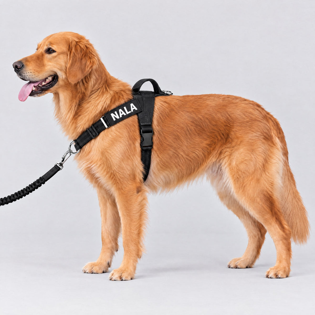 Golden retriever portant le harnais LOYA noir avec le patch NALA, laisse accrochée à l'anneau frontal