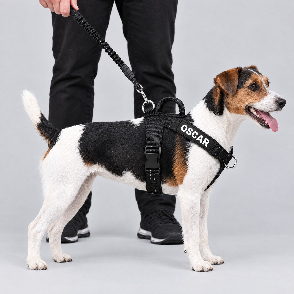 Jack Russell portant le harnais LOYA avec le patch OSCAR